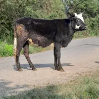 لیشه پا به تخم گوساله نکرده گاو