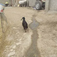 بزغاله|حیوانات مزرعه|کرمانشاه, |دیوار