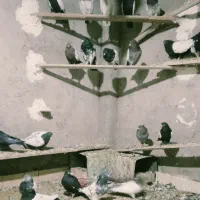 کبوترملقی|پرنده|زرند, |دیوار