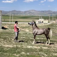 ااسب یه سر نریان|اسب و تجهیزات اسب‌سواری|رزن, |دیوار