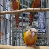 گرینچیک رد ۷۰ روزه با تست تعیین جنسیت