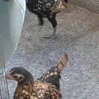 جوجه مرغ خورس سبرایت ۲ماهه