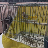 سهره نر|پرنده|رباطکریم, شترخوار|دیوار