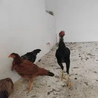 چهارعددلاری بفروش میرسد