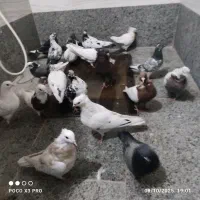 کفتر|پرنده|خرمدره, |دیوار