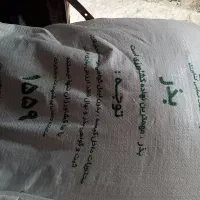 بذر شالی ندا