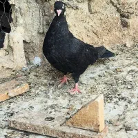 ماده رنگی ودورگ|پرنده|کارون, |دیوار