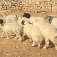 تعداد ۱۰عدد بره (کاور) نر