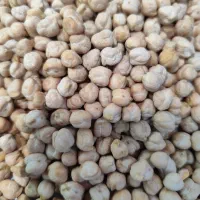 نخود درشت بذر