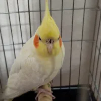 عروس هلندی گمشده