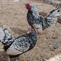 یک جفت سبرایت اصلی