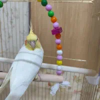 عروس هلندی نر