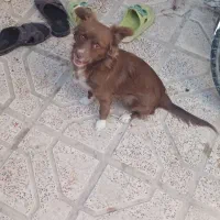 سگ پا کوتاه|سگ|شیروان (خراسان), |دیوار