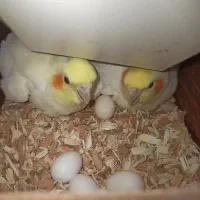 عروس هلندی لوتینو مولد