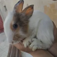 خرگوش لپ