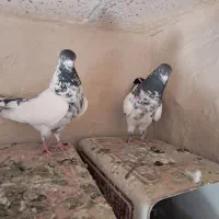 کفتر|پرنده|گلپایگان, |دیوار
