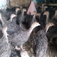 جوجه بوقلمون دوماهه|حیوانات مزرعه|پارسآباد, |دیوار