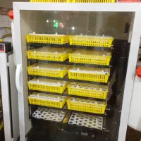 دستگاه جوجه کشی ققنوس واسکندری|لوازم جانبی حیوانات|نوبران, |دیوار