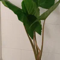 گیاه بابا آدم سایز بزرگ و سرحال