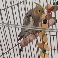 طوطه گمشده در محدوده دگایران