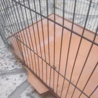 قفس|لوازم جانبی حیوانات|مشکیندشت, |دیوار