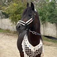 فروش اسب|اسب و تجهیزات اسب‌سواری|آمل, |دیوار