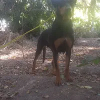 سگ دوبر من|سگ|چهاردانگه (تهران), |دیوار