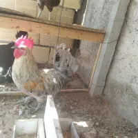 خروس پاکر خاکستری