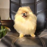 پامرانیان خرسی|سگ|شیراز, داریون|دیوار