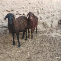 بره قوچ میش|حیوانات مزرعه|شیراز, نیستان|دیوار