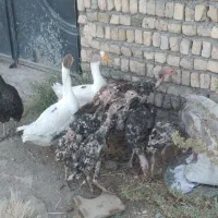 مرقو خوخوروس