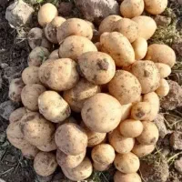 طلا 18عیار)سیب زمینی  جیلی و آکریا و سانتا