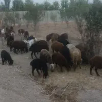 فروش گوسفند زنده