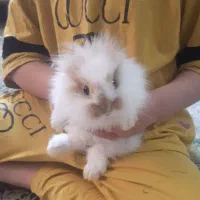 خرگوش ۲ماهه|موش و خرگوش|بندرعباس, |دیوار