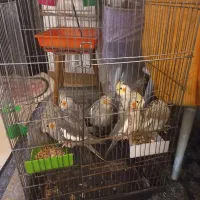 طوطی عروس هلندی