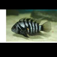 زبرباش یا پرت کوتوله با بچه یامولد