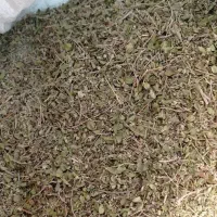 آویشن پهن