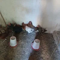 مرغ تخم گزار
