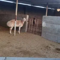 یک راس بز گوش دراز