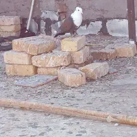 کلاغ کاکلی|پرنده|تربتحیدریه, مظفریه|دیوار