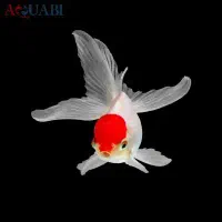 کله قرمز و وایت|ماهی|مشهد, کوثر|دیوار