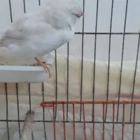 فنج جامبو وشارکول وانگلیسی|پرنده|بندرعباس, |دیوار