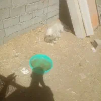 سگ پاکوتاه