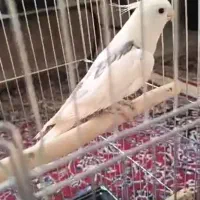 عروس هلندی البینو دوکت نر مست چند کلام صحبت