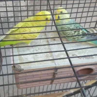مرغ عشق|پرنده|لیکک, |دیوار