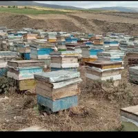 عسل طبیعی دامنه سبلان|عمدهفروشی|مشگین شهر, |دیوار