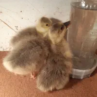 جوجه غاز محلی