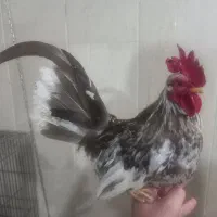 خروس جاپنیز  جوان