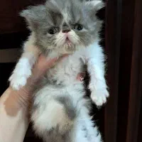 پرشین کالیکو|گربه|رشت, کوی حسینی|دیوار