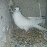 پلاکی و خوشونه|پرنده|پلدختر, |دیوار